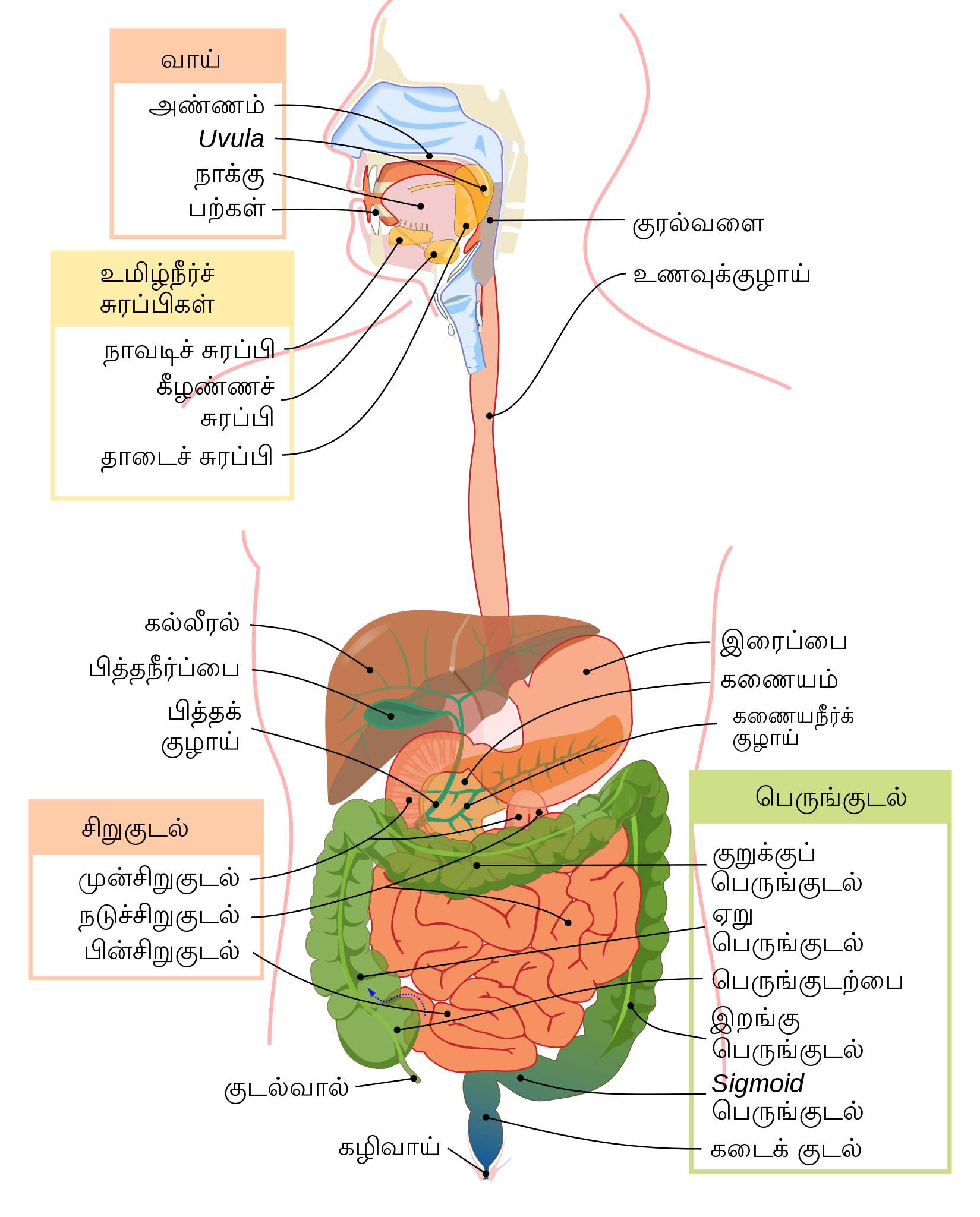 A diagram of the digestive system.