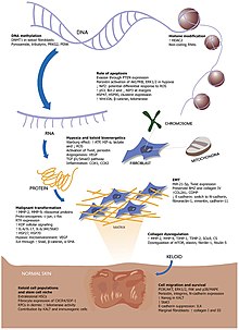 A scar formation process illustration.