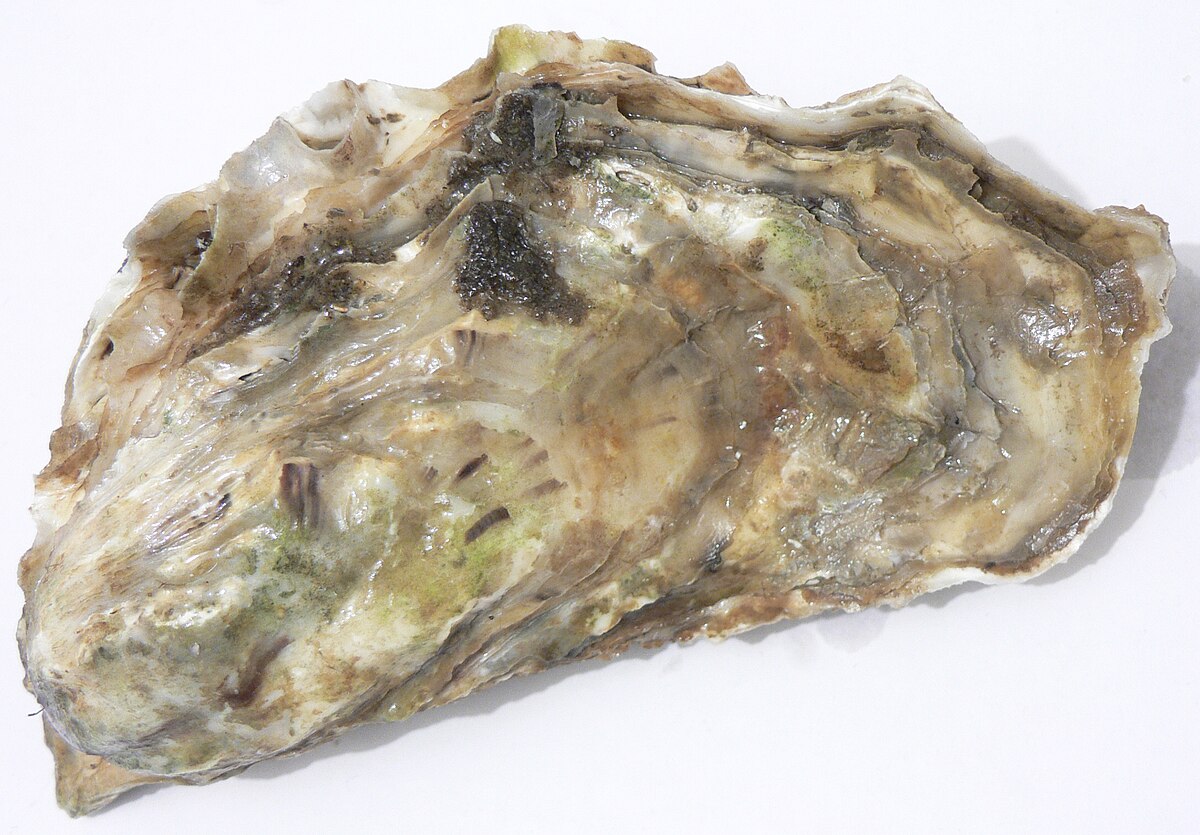 An image of oysters