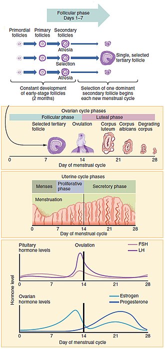 Chart showing menstrual cycle phases