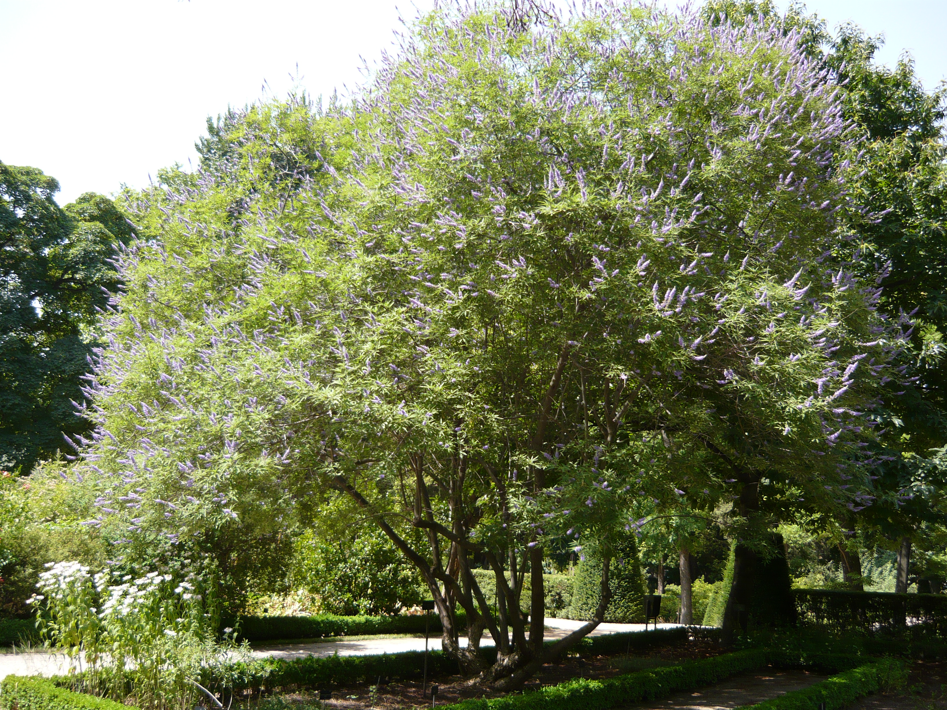 Chasteberry Vitex plant