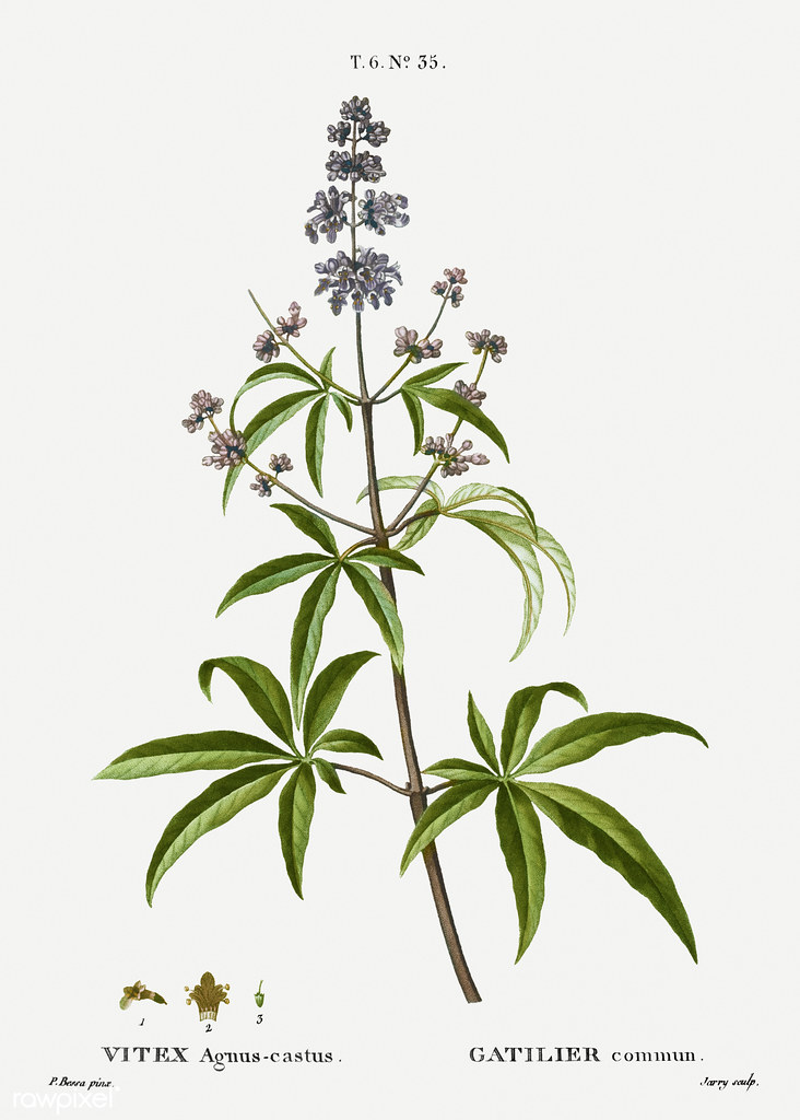 Historical painting of a vitex plant