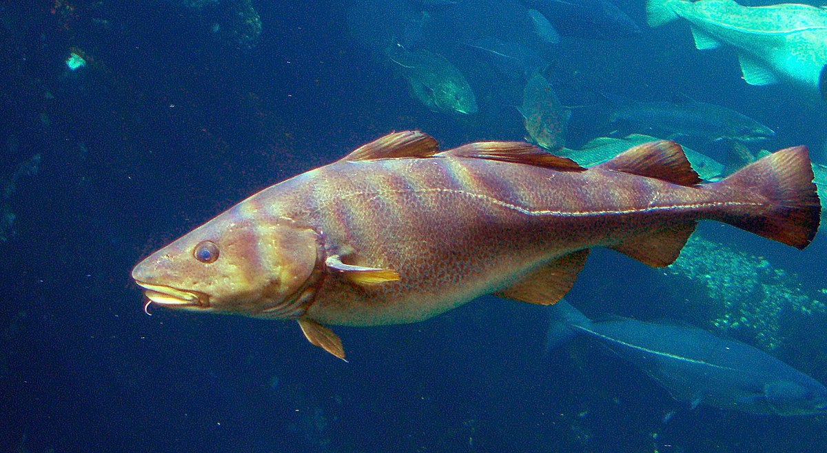 Image of a cod fish