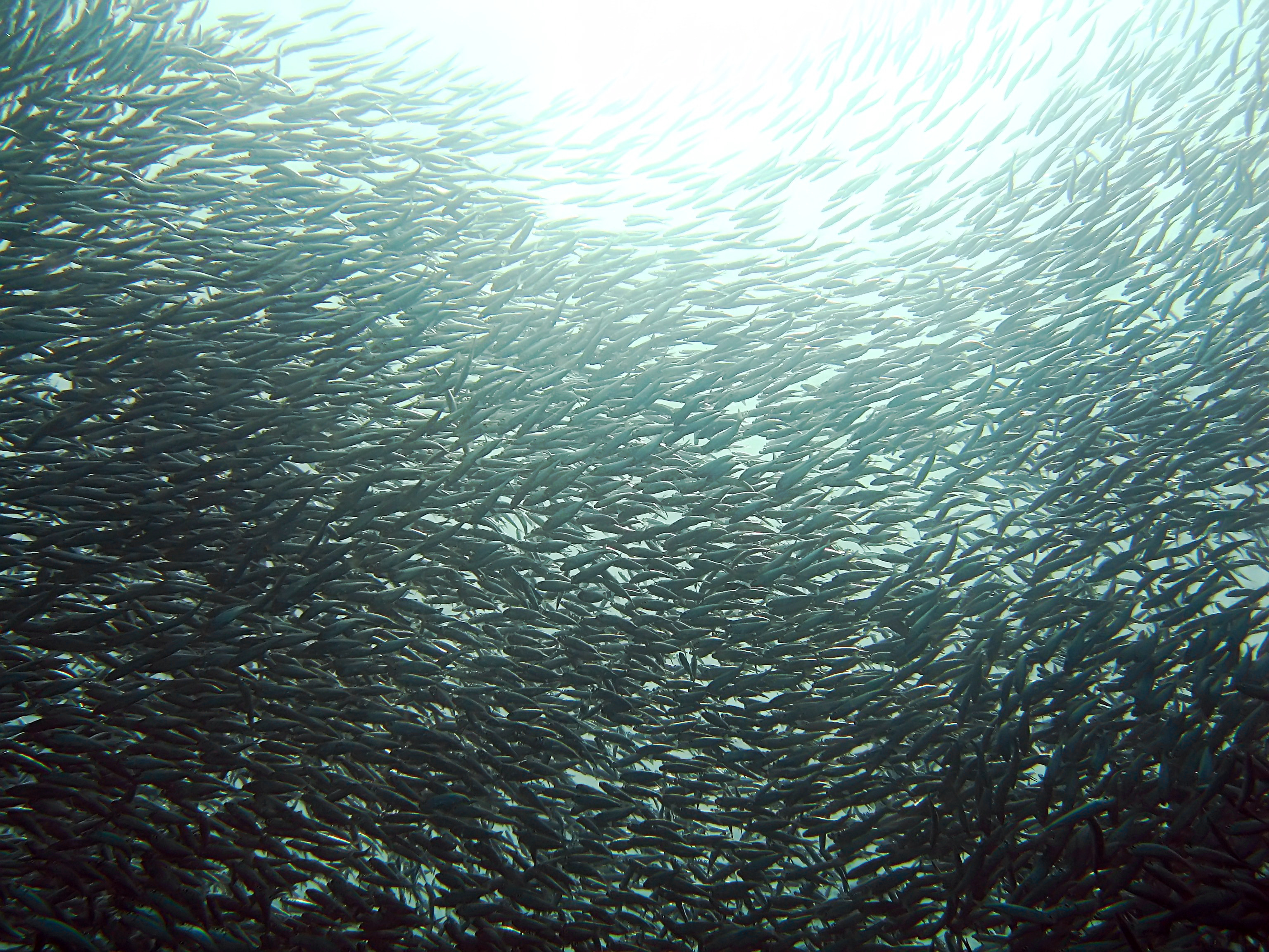 Sardines