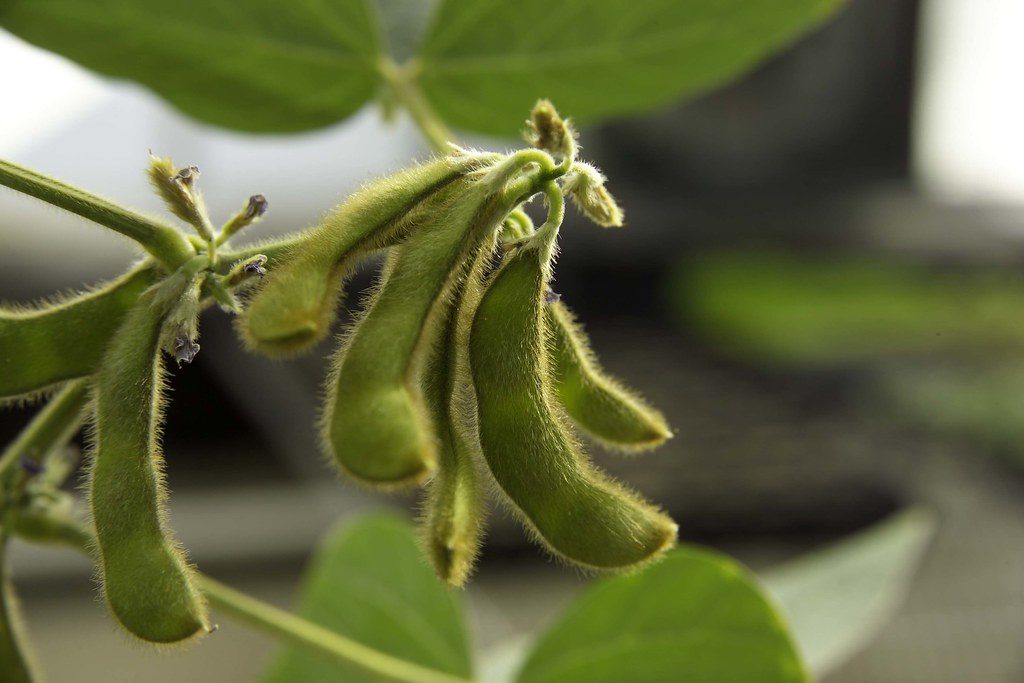 Soybean and acne illustration