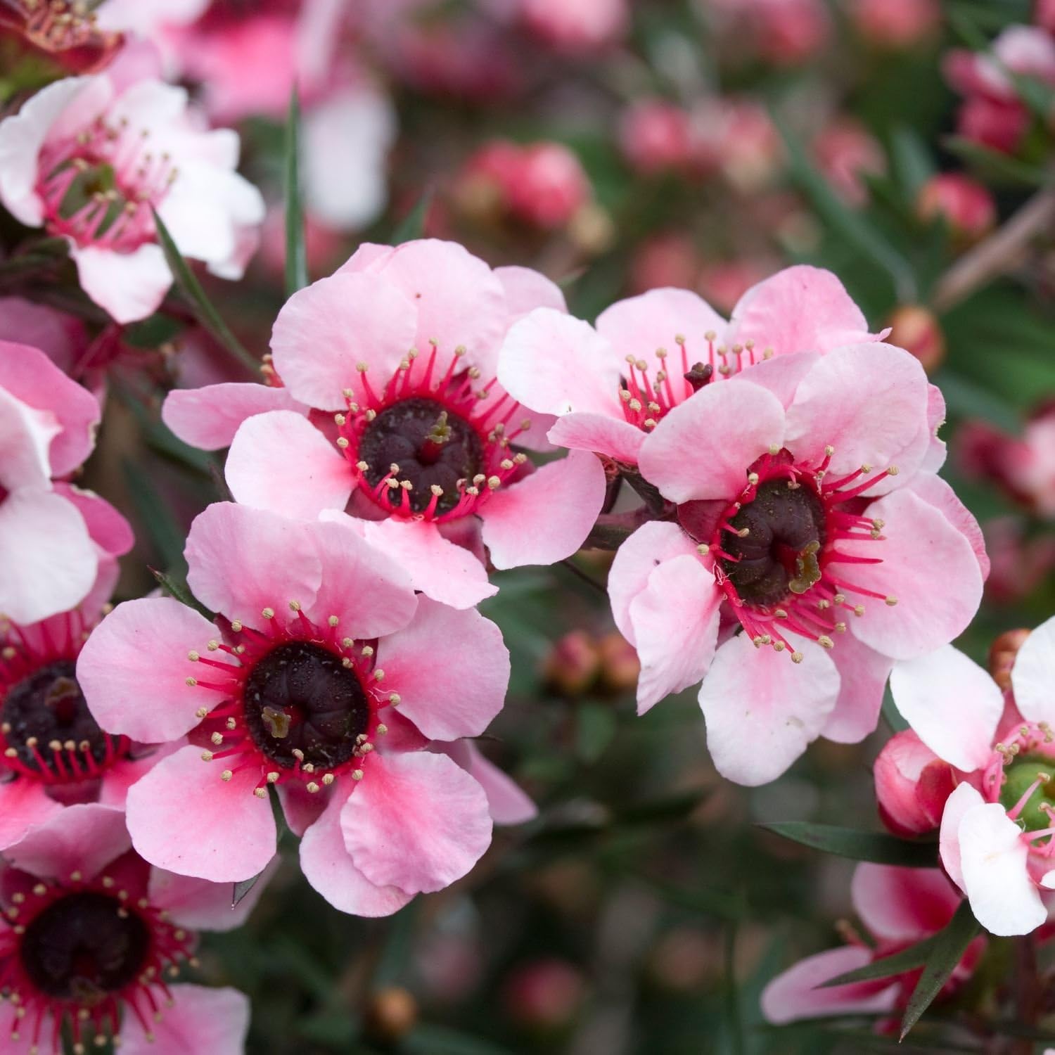 Tea tree plant