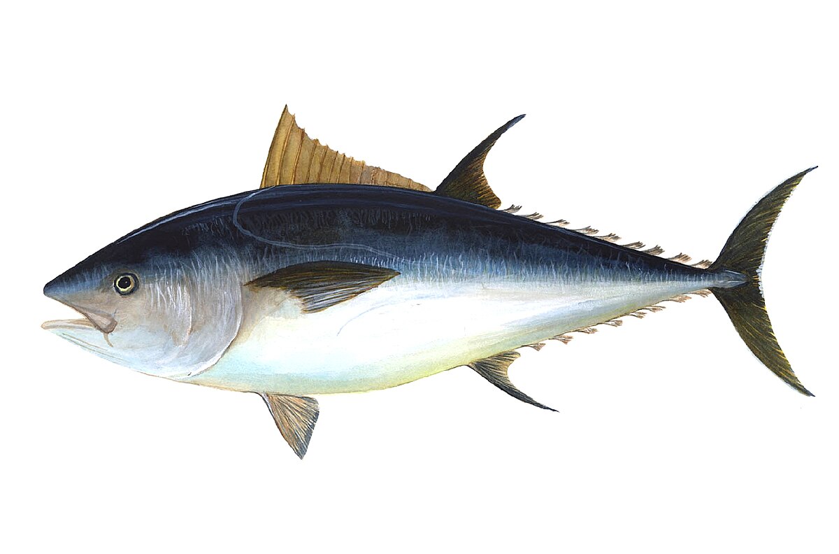 Tuna fish